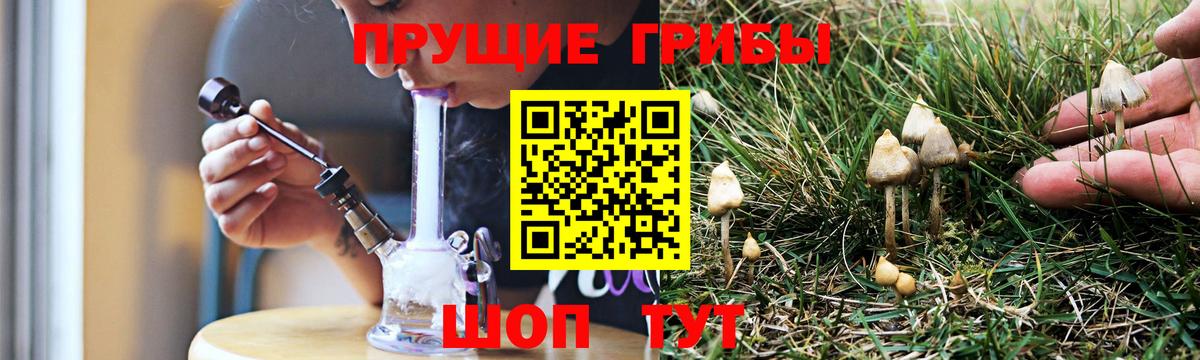 Галлюциногенные грибы Psilocybine cubensis Апатиты